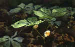 Bloom.jpg (36624 bytes)